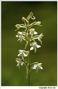 Butterfly Orchid 